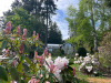 Back-pink-rhodos-and-path-and-house-small