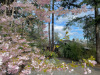 Cherry-blossoms-driveway_2
