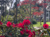 Red-rhodies-path-and-house
